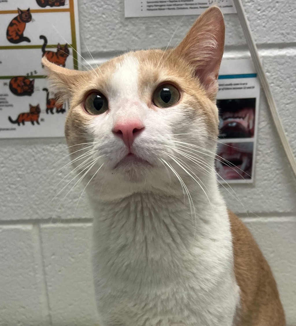 Shelter Stray Male Cat last seen Near Ammons St./Allison St., Lakewood, CO, 80214, 580 McIntyre St, Golden, CO 80401, USA