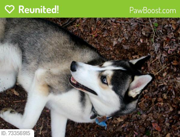 Reunited Male Dog last seen Baywood Complex (East Moriches), East Moriches, NY 11940