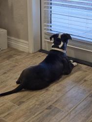 Reunited Female Dog last seen Desert view villas apmts, Yuma, AZ 85365