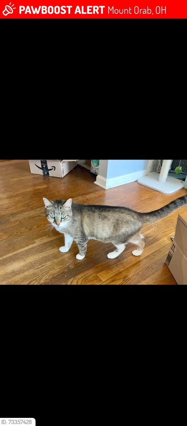 Lost Male Cat last seen Lost at Mt Orab veterinary clinic, Mount Orab, OH 45154