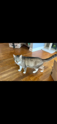 Lost Male Cat last seen Lost at Mt Orab veterinary clinic, Mount Orab, OH 45154