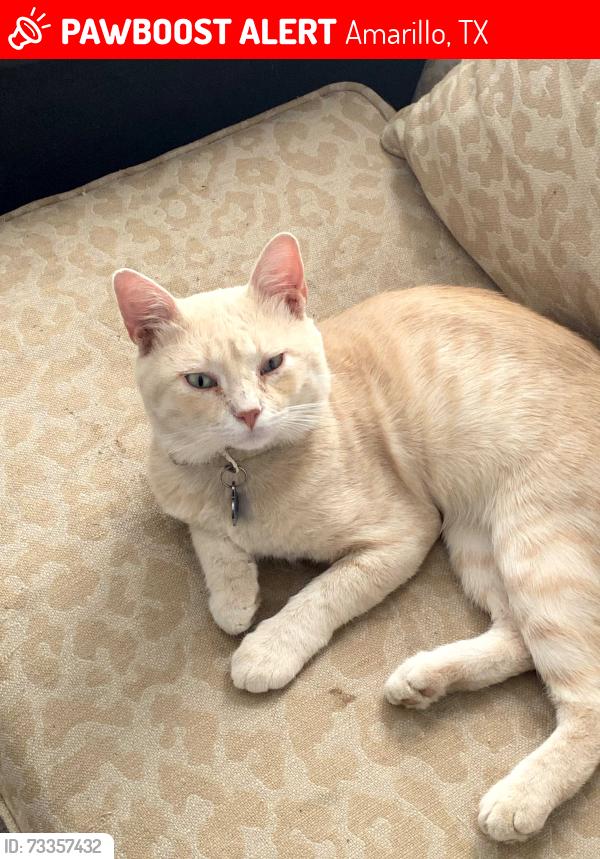 Lost Male Cat last seen A block behind Carver Elementary, Amarillo, TX 79107