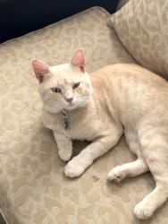 Lost Male Cat last seen A block behind Carver Elementary, Amarillo, TX 79107