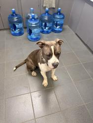 Found/Stray Male Dog last seen Near beach blvd, Jacksonville, FL 32207