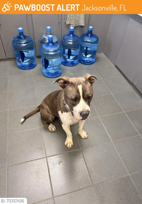 Found/Stray Male Dog last seen Near beach blvd, Jacksonville, FL 32207