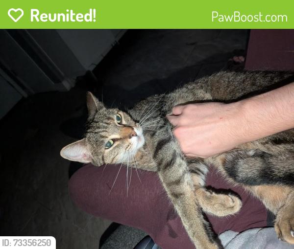 Reunited Male Cat last seen The winn Dixie on 9th avenue and 58th street, St. Petersburg, FL 33710