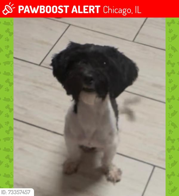Lost Female Dog last seen 83rd and Homan, Chicago, IL 60652