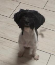 Lost Female Dog last seen 83rd and Homan, Chicago, IL 60652
