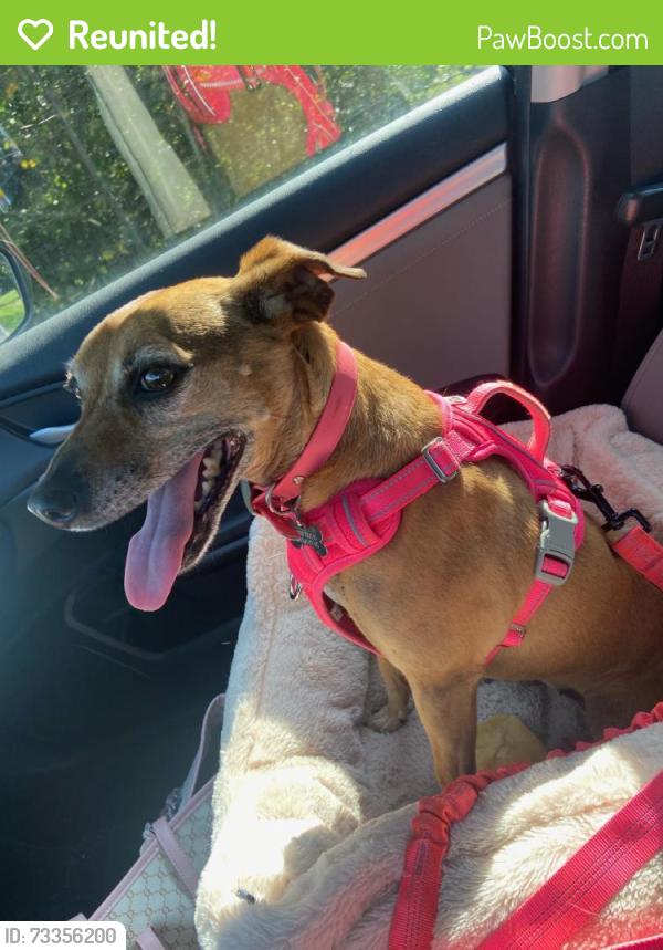 Reunited Female Dog last seen Near Seward Rd, Pfafftown, NC 27040, USA, Pfafftown, NC 27040