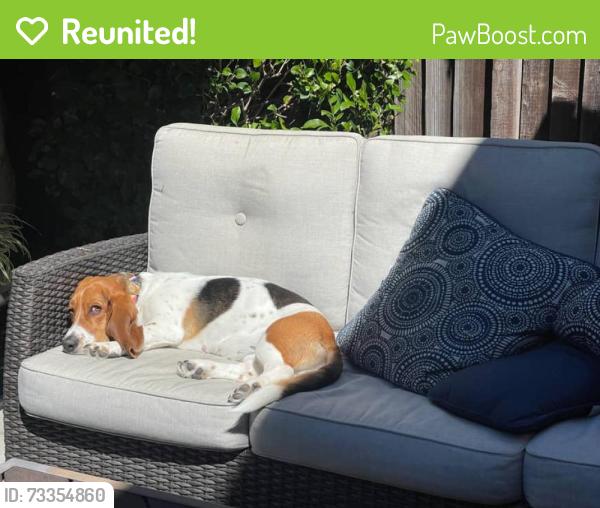 Reunited Female Dog last seen Burnett & Portola, San Francisco, CA 94131