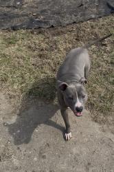 Lost Female Dog last seen MacArthur & Keeler, Redford Township, MI 48239