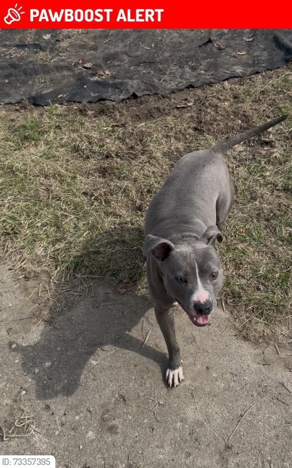 Lost Female Dog last seen MacArthur & Keeler, Redford Township, MI 48239
