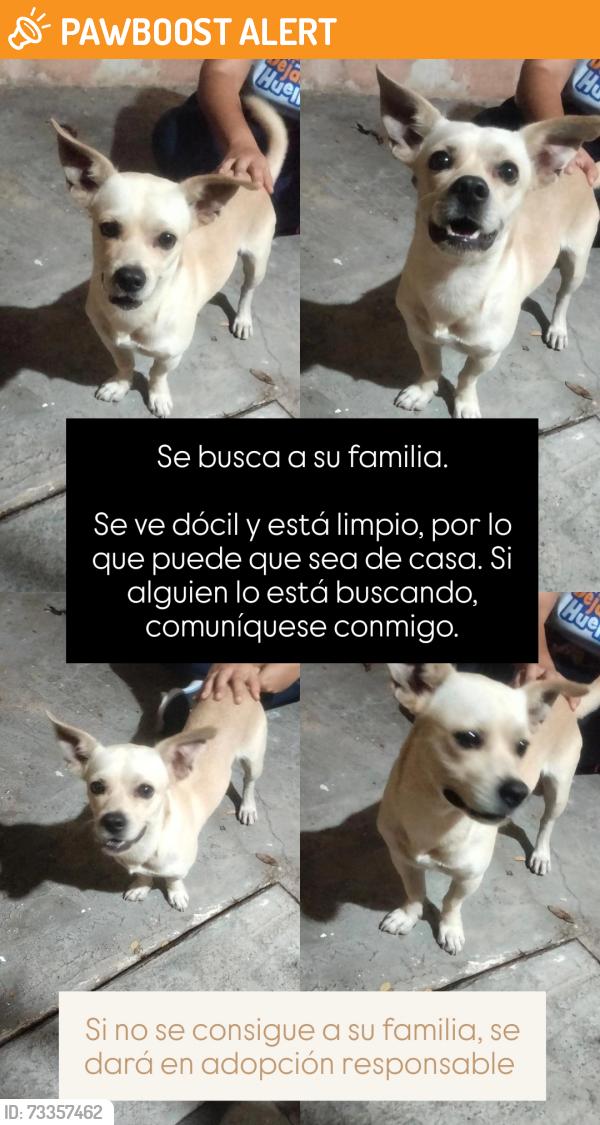 Found/Stray Male Dog last seen Colonia el Mirador, Tuxtla Gutiérrez, Chis. 29000