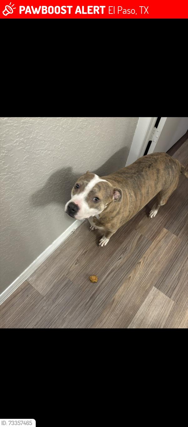 Lost Female Dog last seen Redd Road & Navarie Pl, El Paso, TX 79932