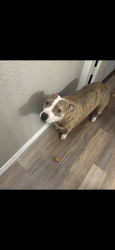 Lost Female Dog last seen Redd Road & Navarie Pl, El Paso, TX 79932