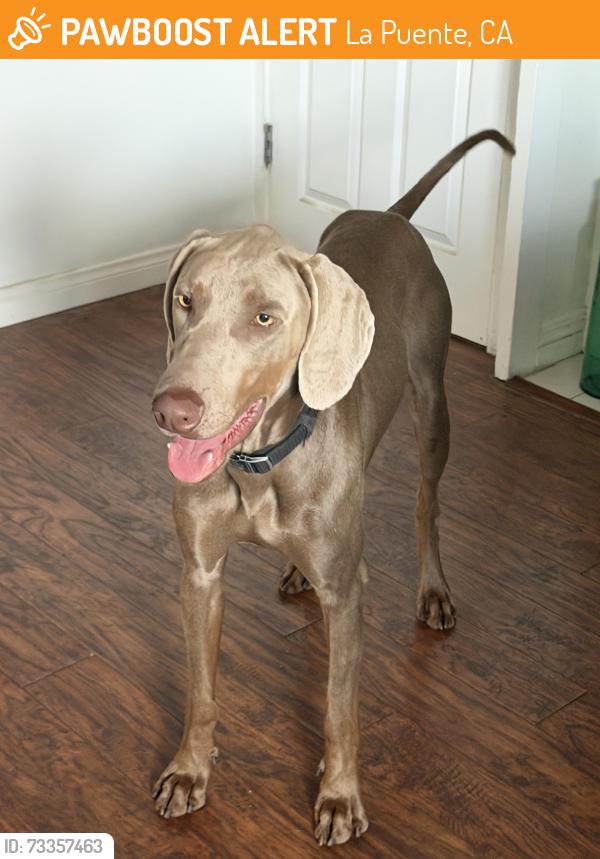 Found/Stray Male Dog last seen California Ave corner Franciscquito, La Puente, CA 91744