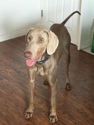 Found/Stray Male Dog last seen California Ave corner Franciscquito, La Puente, CA 91744