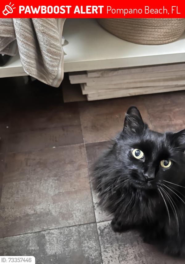 Lost Female Cat last seen Copans. Next to the movie theater., Pompano Beach, FL 33064