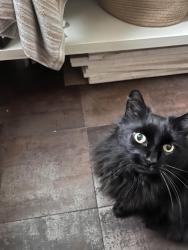 Lost Female Cat last seen Copans. Next to the movie theater., Pompano Beach, FL 33064