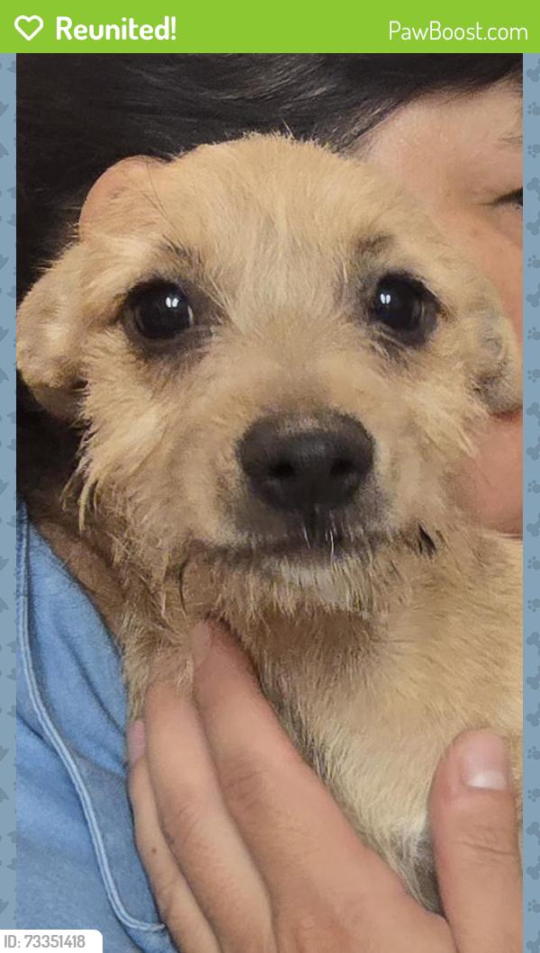 Reunited Unknown Dog last seen 5th and Ave K, Lancaster, CA 93535