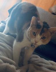 Lost Female Cat last seen Lafayette Way/ Lakeforest Drive/ Kingsway Path, Lakeville, MN 55044
