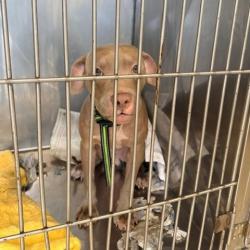 Shelter Stray Male Dog last seen , 12910 Yukon Ave, Hawthorne, CA 90250, USA