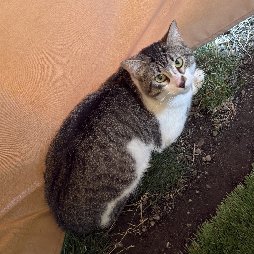 Shelter Stray Male Cat last seen , 2608 Center St, Tacoma, WA 98409, USA