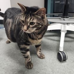 Shelter Stray Male Cat last seen , 3607 N Armenia Ave, Tampa, FL 33607, USA