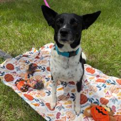 Shelter Stray Male Dog last seen , 3607 N Armenia Ave, Tampa, FL 33607, USA