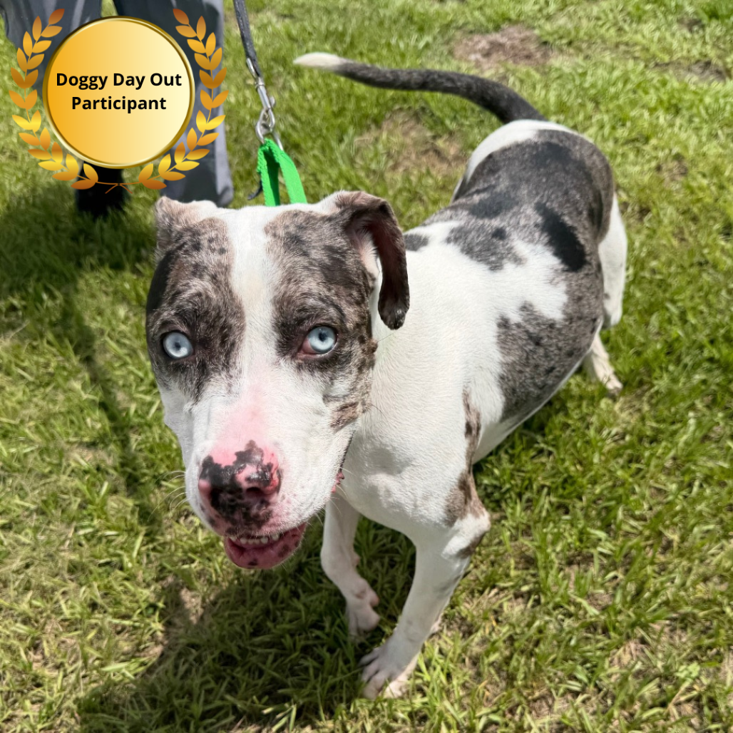 Shelter Stray Female Dog last seen , 3607 N Armenia Ave, Tampa, FL 33607, USA