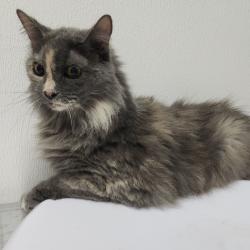 Shelter Stray Female Cat last seen , 3607 N Armenia Ave, Tampa, FL 33607, USA