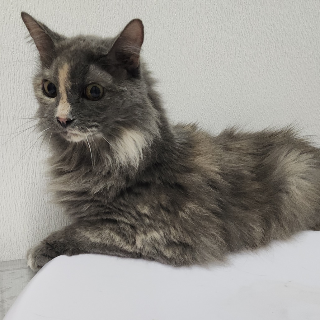 Shelter Stray Female Cat last seen , 3607 N Armenia Ave, Tampa, FL 33607, USA