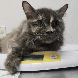 Shelter Stray Female Cat last seen , 3607 N Armenia Ave, Tampa, FL 33607, USA