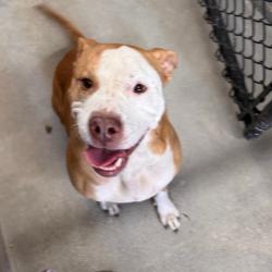 Shelter Stray Male Dog last seen , 3607 N Armenia Ave, Tampa, FL 33607, USA