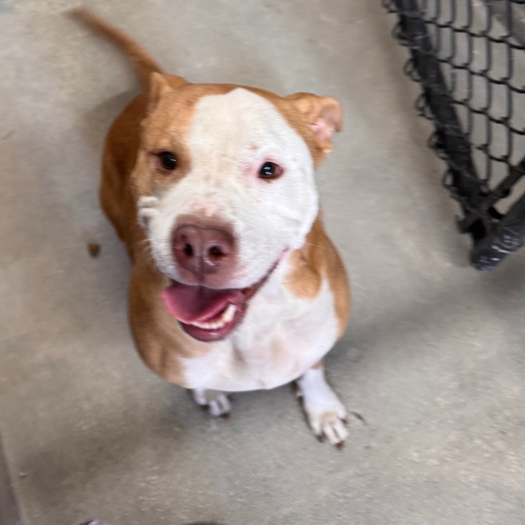 Shelter Stray Male Dog last seen , 3607 N Armenia Ave, Tampa, FL 33607, USA