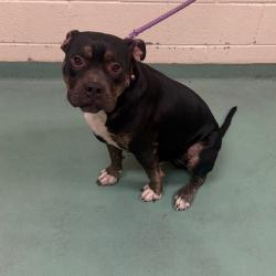 Shelter Stray Male Dog last seen , 2350 Appling City Cove, Memphis, TN 38133, USA