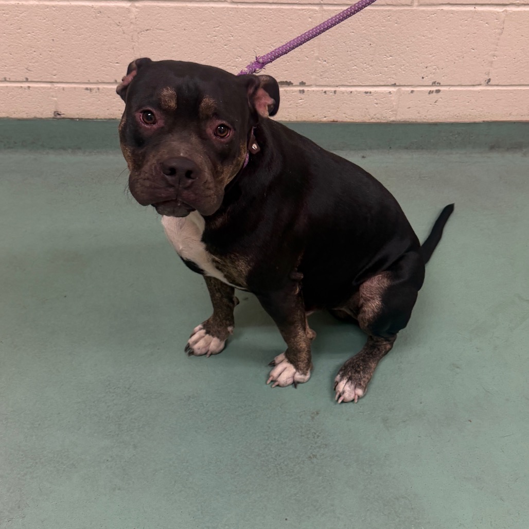 Shelter Stray Male Dog last seen , 2350 Appling City Cove, Memphis, TN 38133, USA