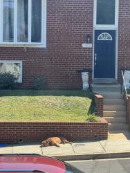 Found/Stray Male Dog last seen Near nd place se, Washington, DC 20020