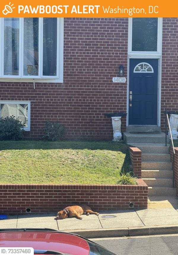 Found/Stray Male Dog last seen Near nd place se, Washington, DC 20020