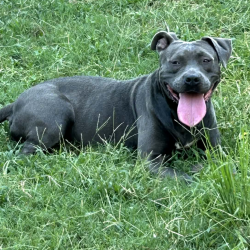 Shelter Stray Female Dog last seen , 2350 Appling City Cove, Memphis, TN 38133, USA