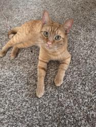 Reunited Female Cat last seen SE 17th and Insley, Portland, OR 97202