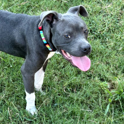 Shelter Stray Male Dog last seen , 2350 Appling City Cove, Memphis, TN 38133, USA