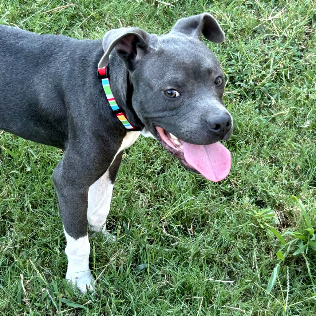 Shelter Stray Male Dog last seen , 2350 Appling City Cove, Memphis, TN 38133, USA