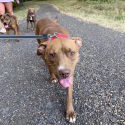 Shelter Stray Female Dog last seen , 2350 Appling City Cove, Memphis, TN 38133, USA