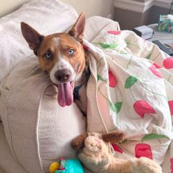 Shelter Stray Male Dog last seen , 2350 Appling City Cove, Memphis, TN 38133, USA