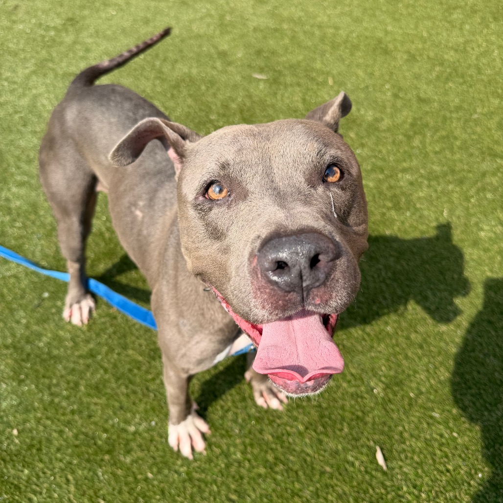 Shelter Stray Male Dog last seen , Animal Care & Control Team of Philly, 111 W Hunting Park Ave, Philadelphia, PA 19140, USA