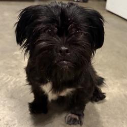 Shelter Stray Female Dog last seen , 2951 S 1st St, Cabot, AR 72023, USA