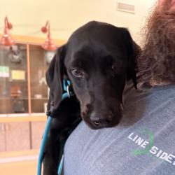 Shelter Stray Female Dog last seen , 5570 Sturmer Park Cir, Winston-Salem, NC 27105, USA