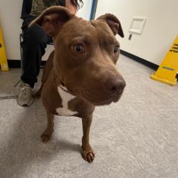 Shelter Stray Female Dog last seen , Animal Care & Control Team of Philly, 111 W Hunting Park Ave, Philadelphia, PA 19140, USA