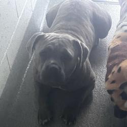 Shelter Stray Male Dog last seen , 21800 Central Ave, Matteson, IL 60443, USA